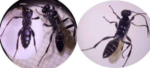 Rhadinodonta flaviger
